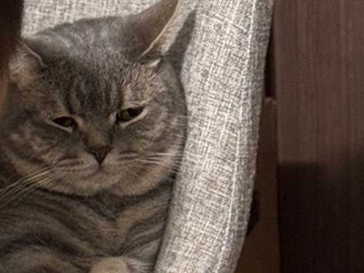 赤ちゃんからにらまれて、困った表情を浮かべる猫の写真