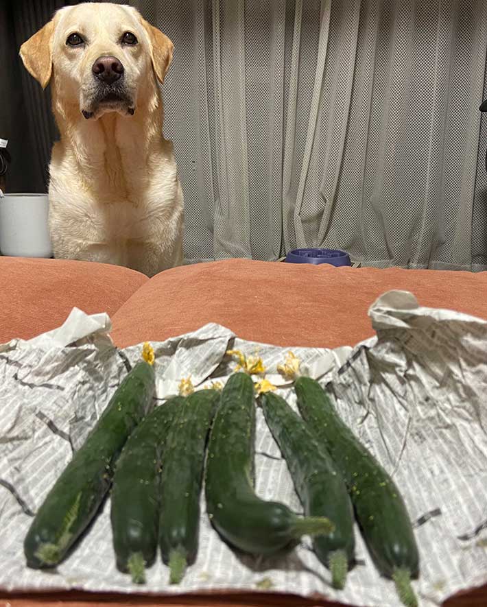 キュウリと犬