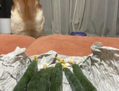 キュウリと犬