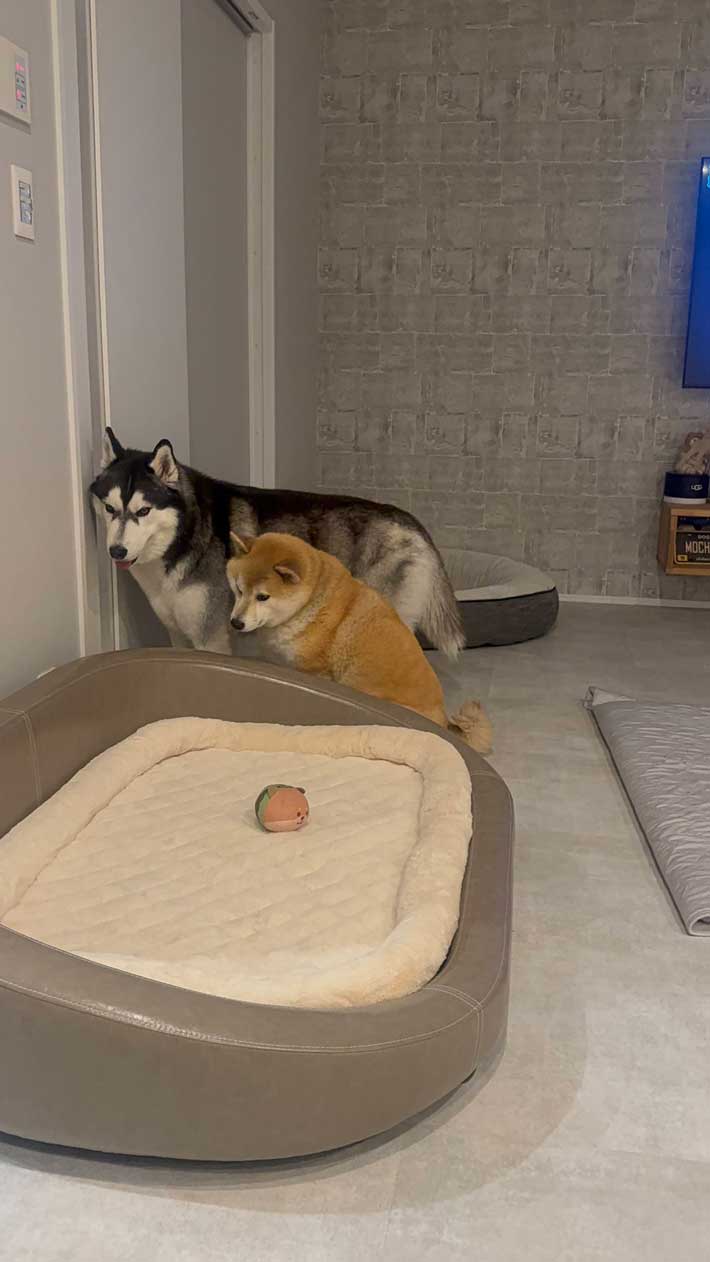 犬の画像