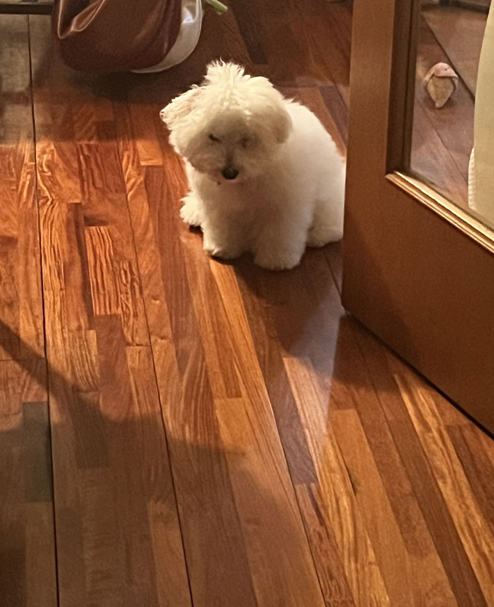 怒る犬