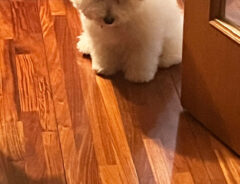 怒った犬