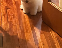 怒る犬
