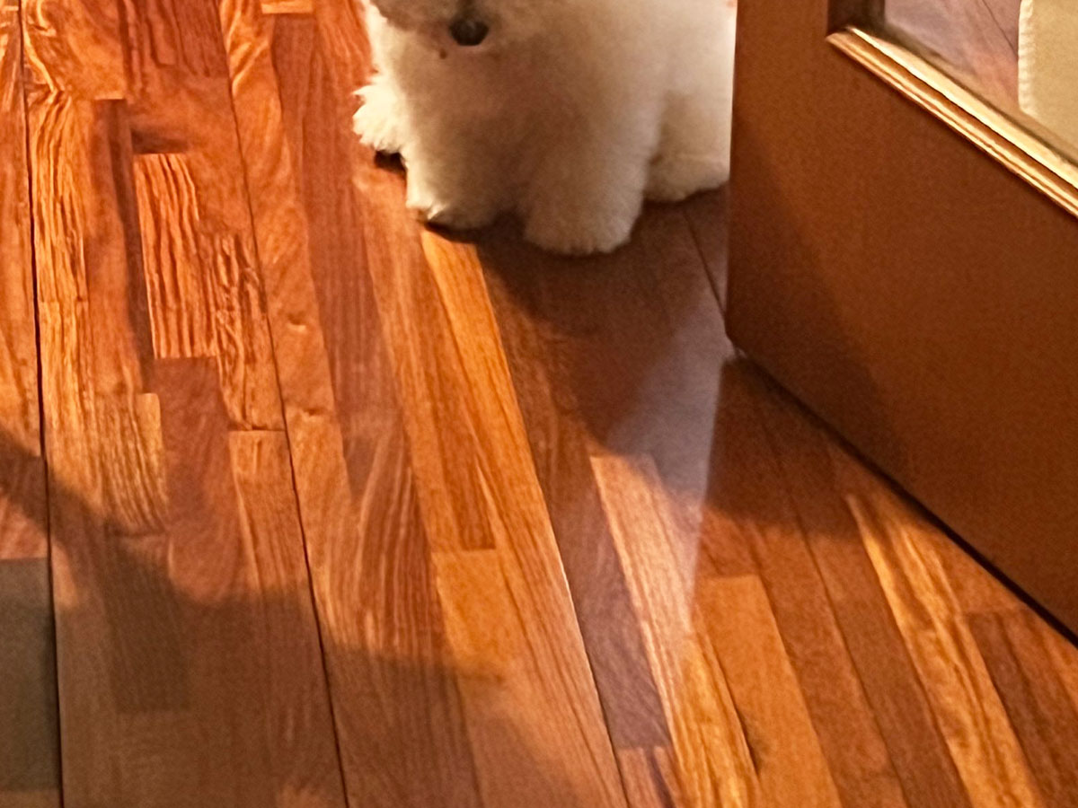 怒る犬