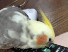 リモコンの写真