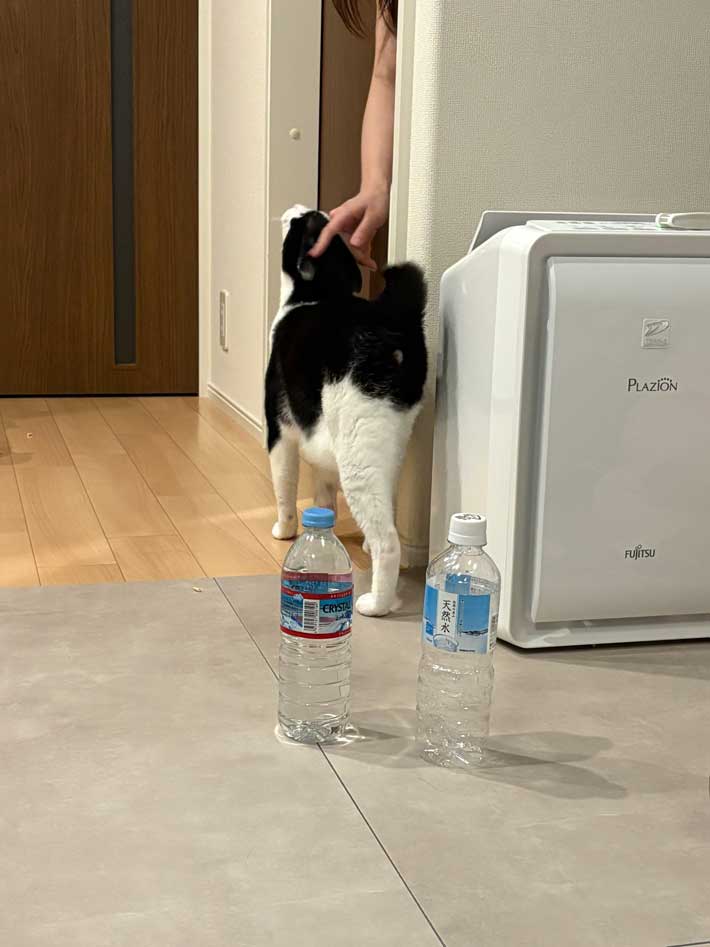 猫の画像