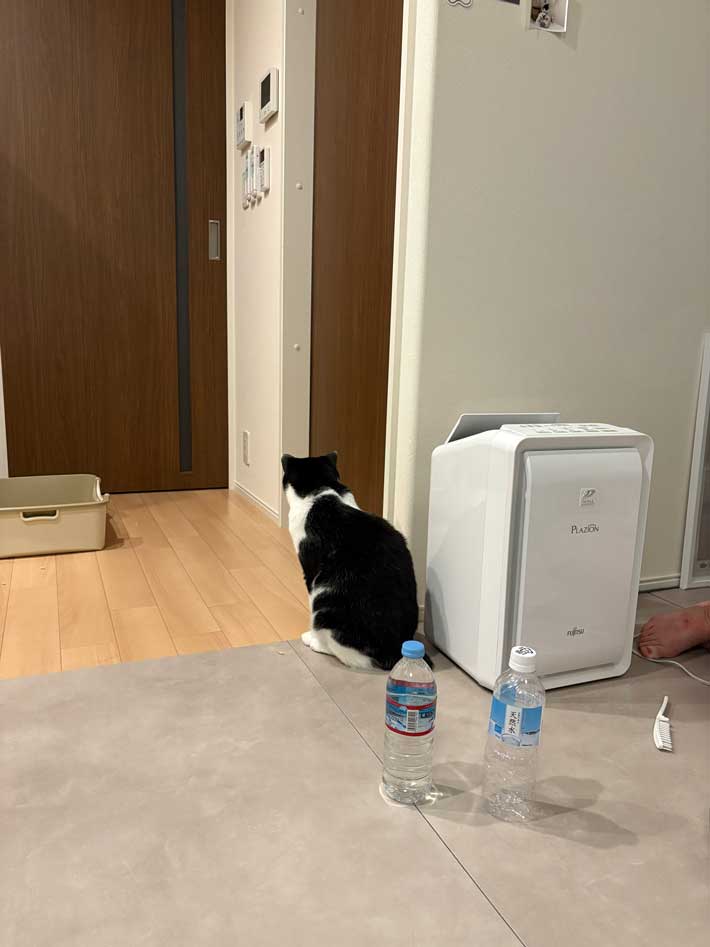猫の画像