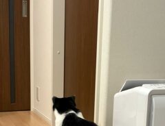 猫の画像