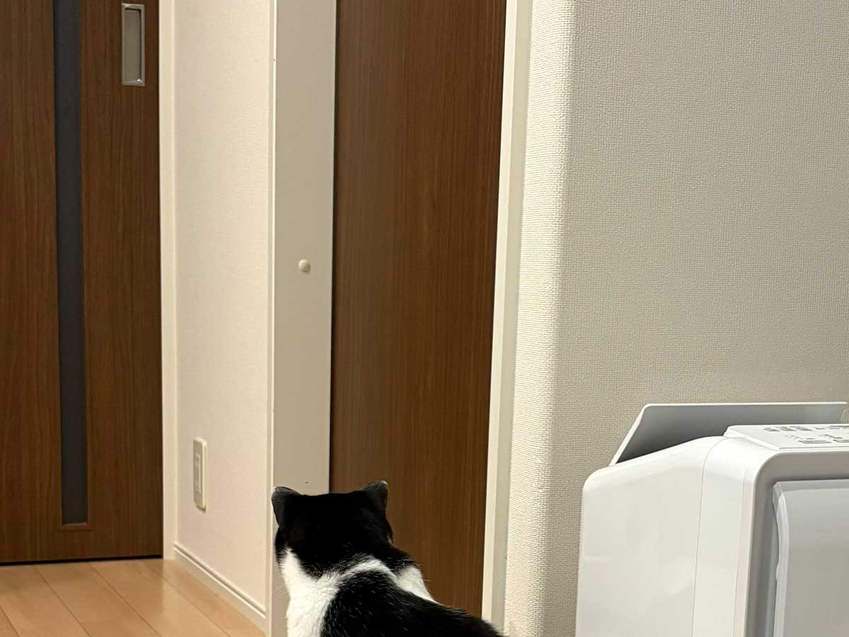 猫の画像