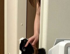 猫の画像