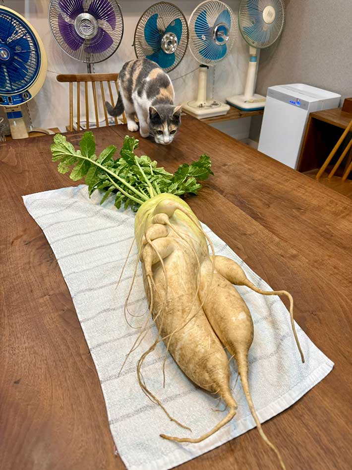猫の写真