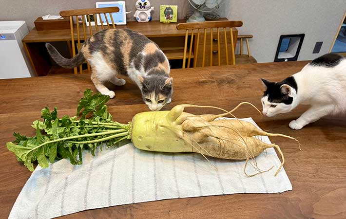 猫の写真