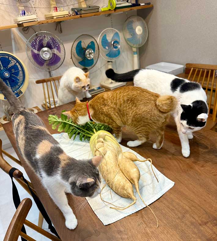 猫の写真
