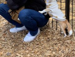 犬の写真