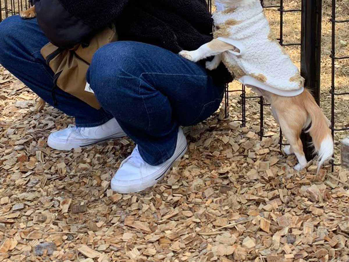 犬の写真