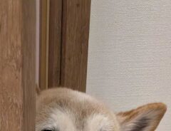 脱衣所を覗く犬
