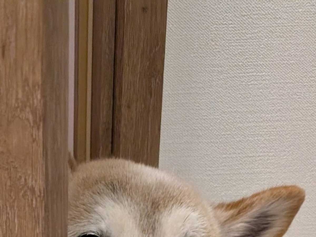 脱衣所を覗く犬