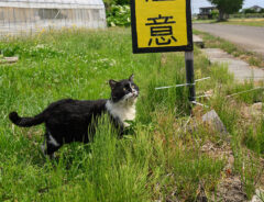 猫の写真