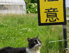 猫の写真