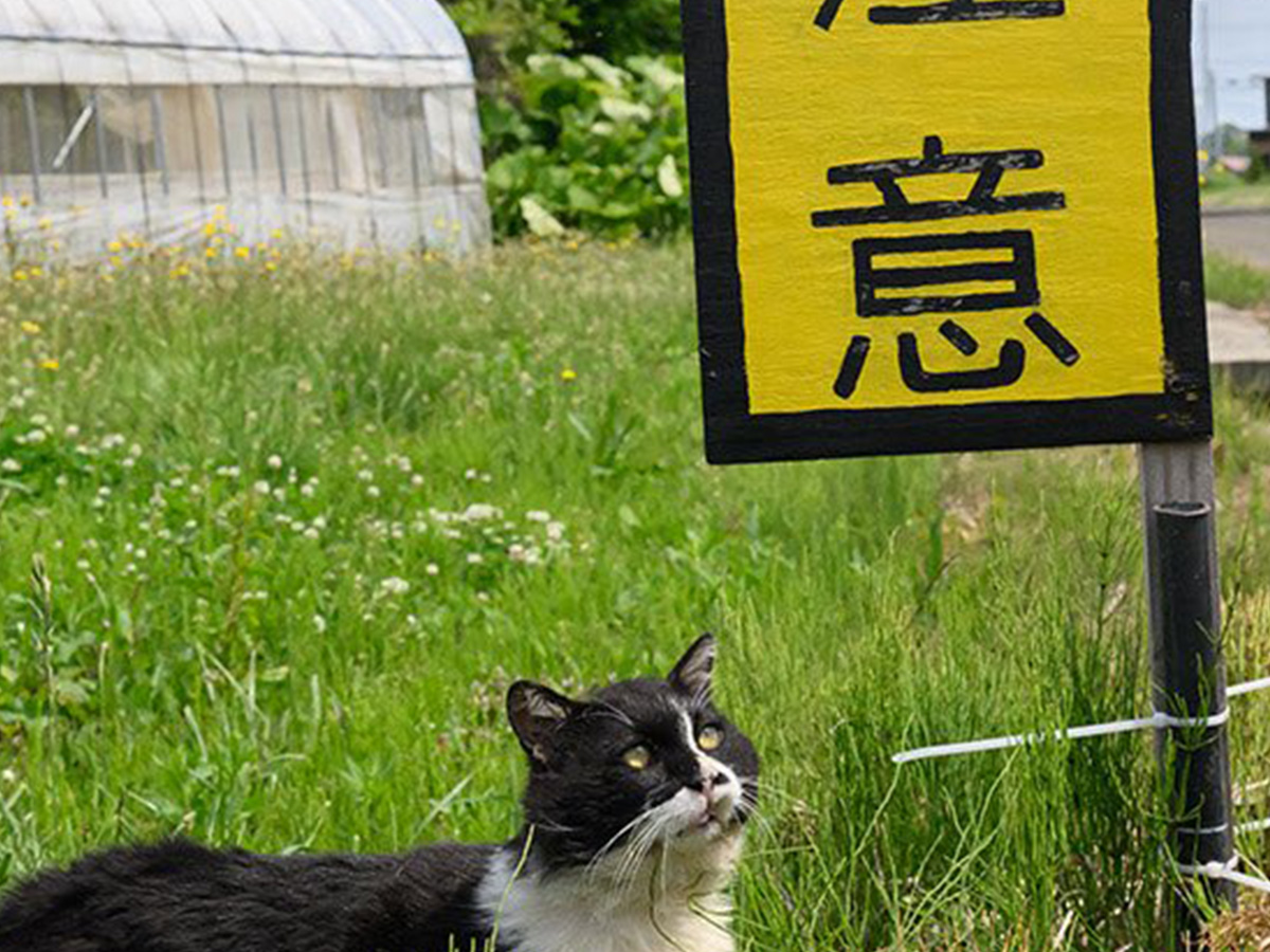 猫の写真
