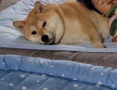 動じない柴犬