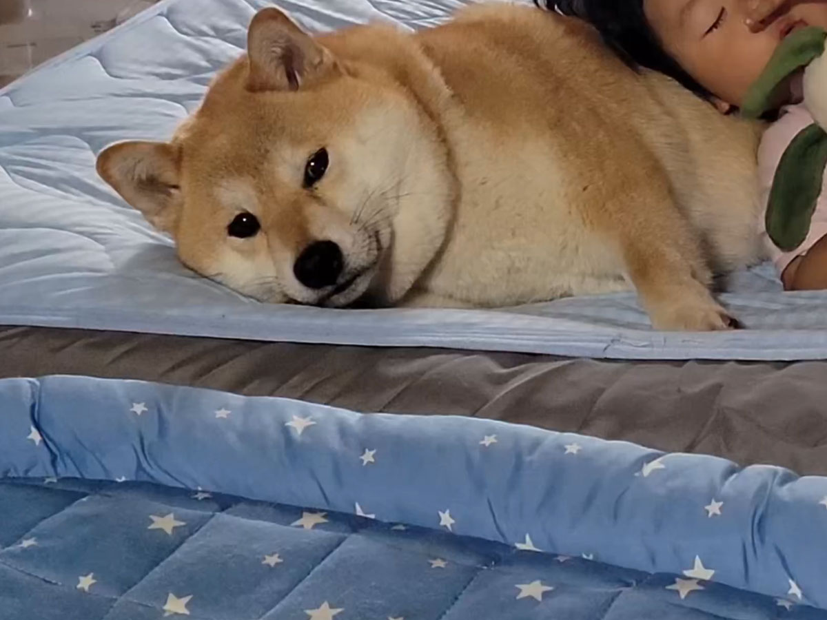 動じない柴犬
