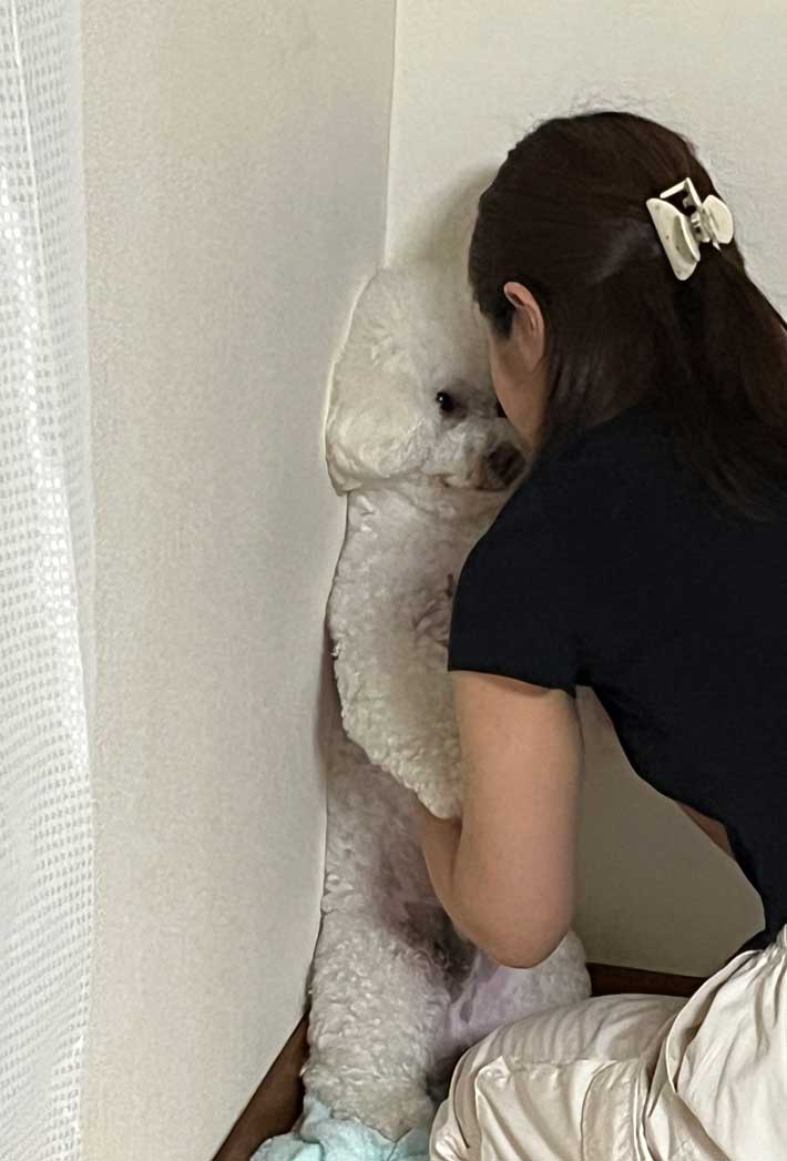犬の画像