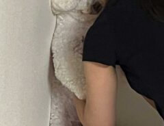 犬の画像