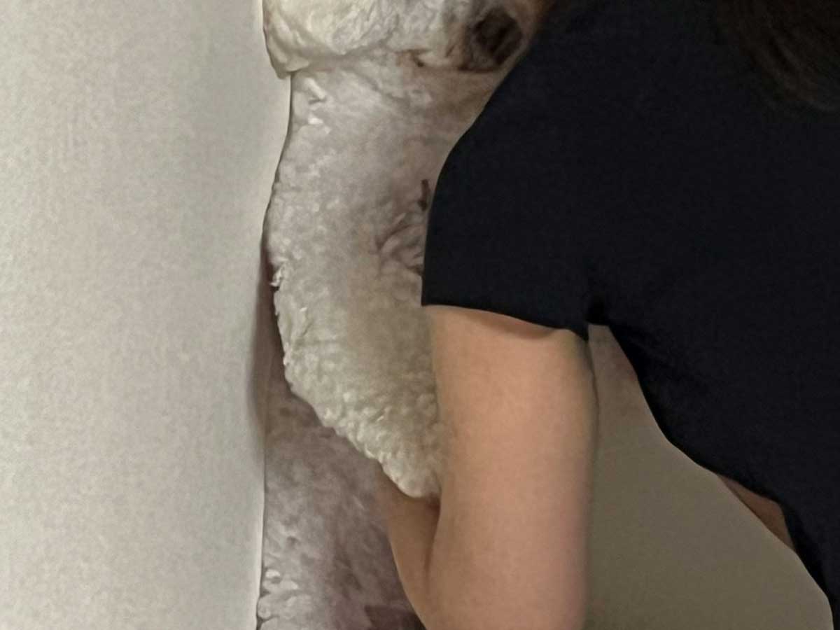 犬の画像