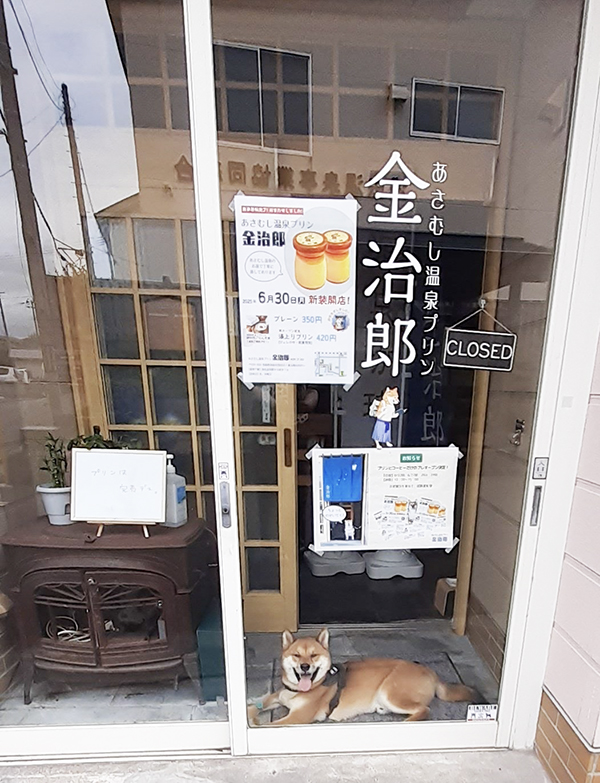 プリン店の柴犬写真