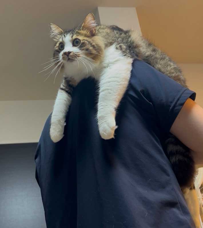 猫の写真