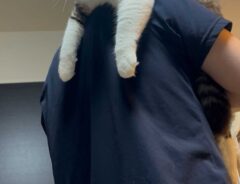 猫の写真
