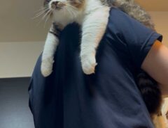 猫の写真