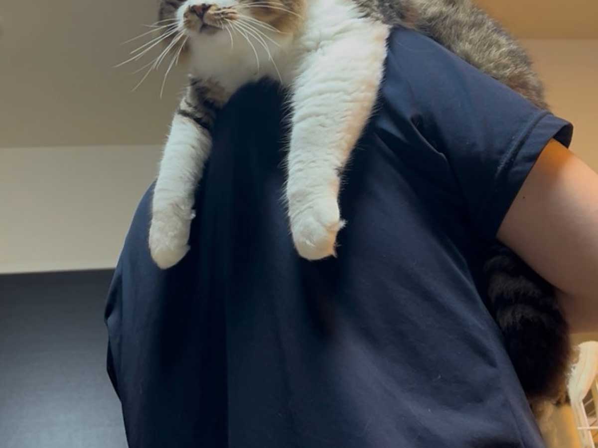 猫の写真