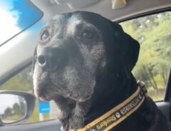 車に乗っている黒い犬の写真