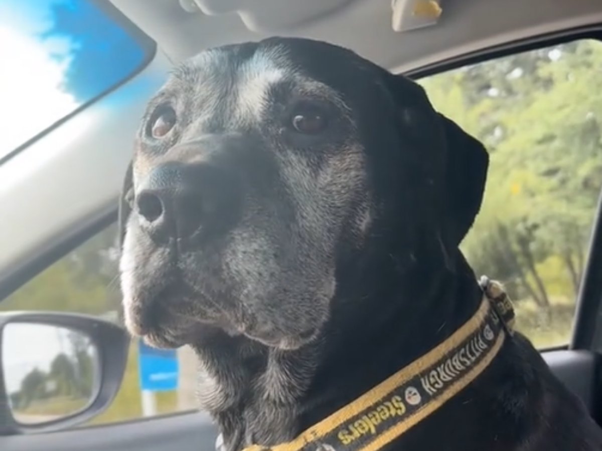 車に乗っている黒い犬の写真