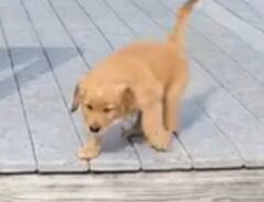 階段を降りたいゴールデンレトリバーの子犬の写真