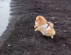 犬の写真
