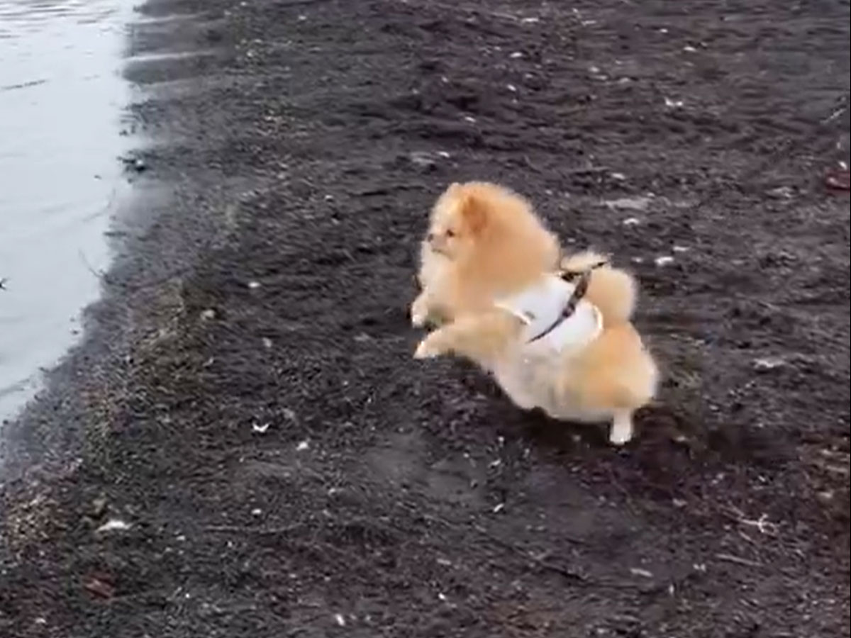 犬の写真