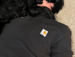 犬の写真