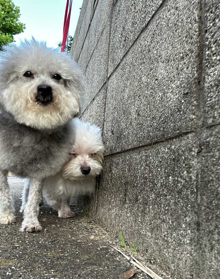 犬の写真