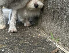 犬の写真