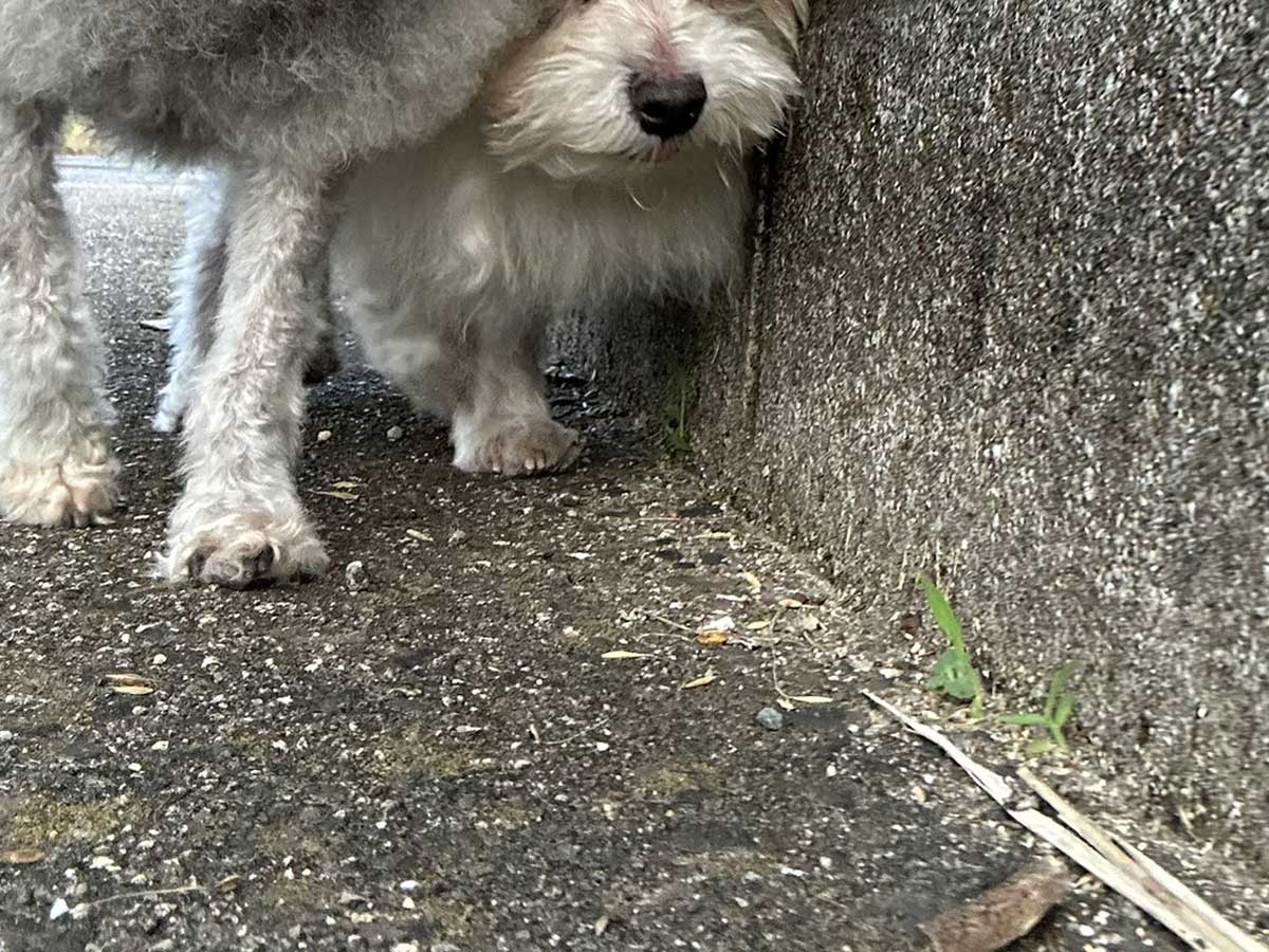 犬の写真