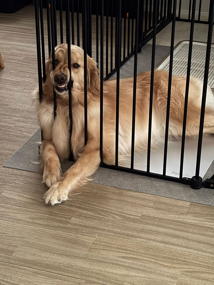 犬の写真
