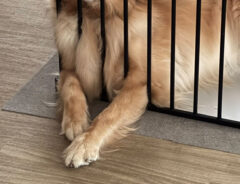 犬の写真