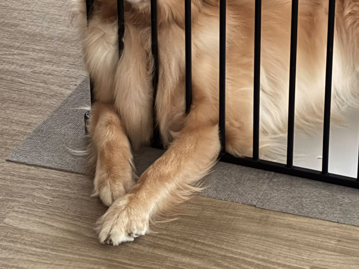 犬の写真