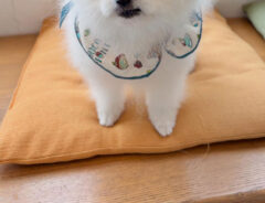 犬の写真