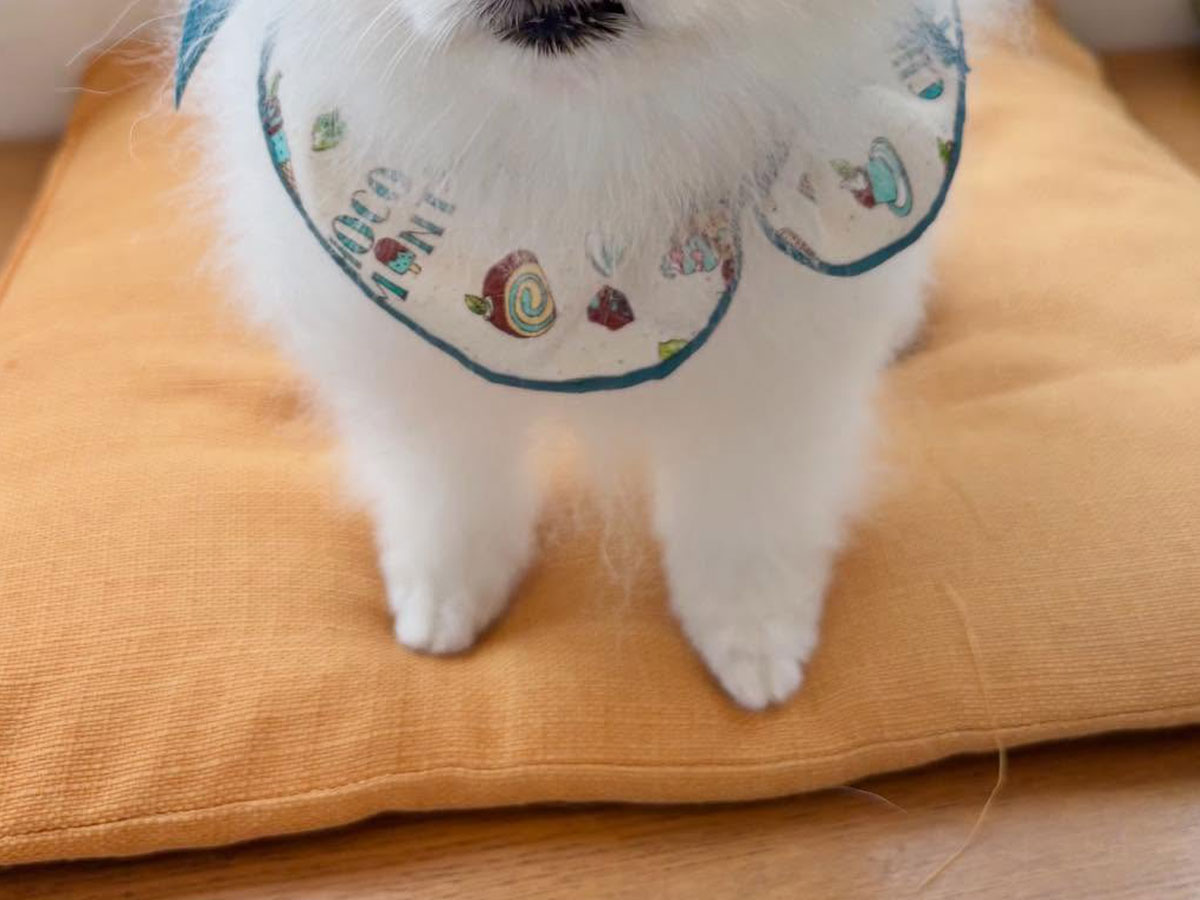 犬の写真