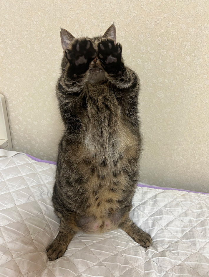 猫のトメ次くん