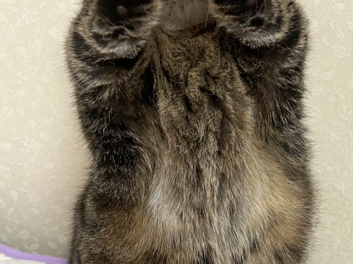 猫のトラ次くん